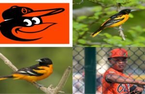 Baltimore Orioles Schedule 2026: Spring Training, Yankees Rivalry, and Roster Updates